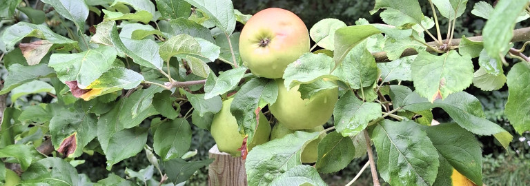 Unser Obstgarten